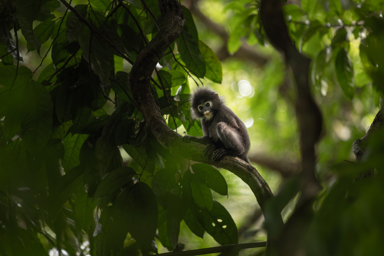 A juvenile dusky leaf monkey sitting in the trees in a park on Penang in Malaysia 