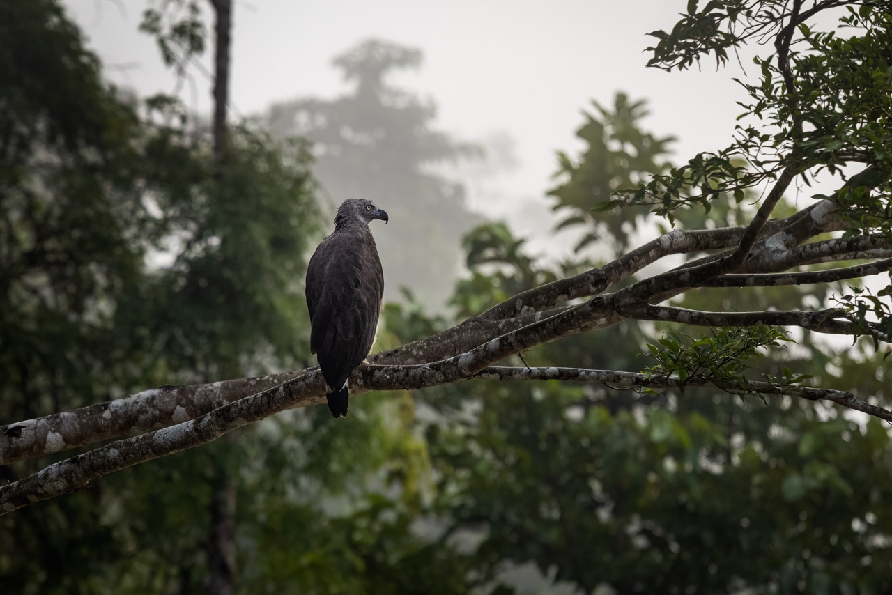 An eagle sitting on a branch above the Kinabatangan river in Borneo, Malaysia