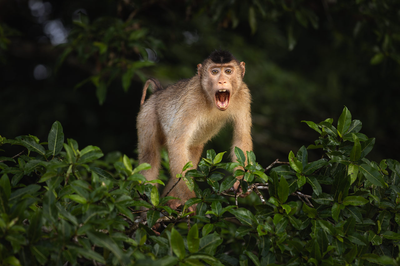 A pig tailed Macaque sitting on a branch at Kinabatangan river in Malaysia