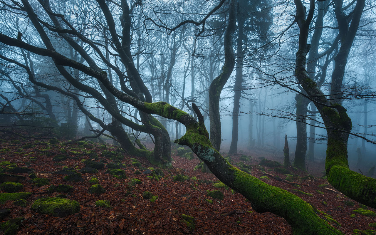 Forest Wraiths