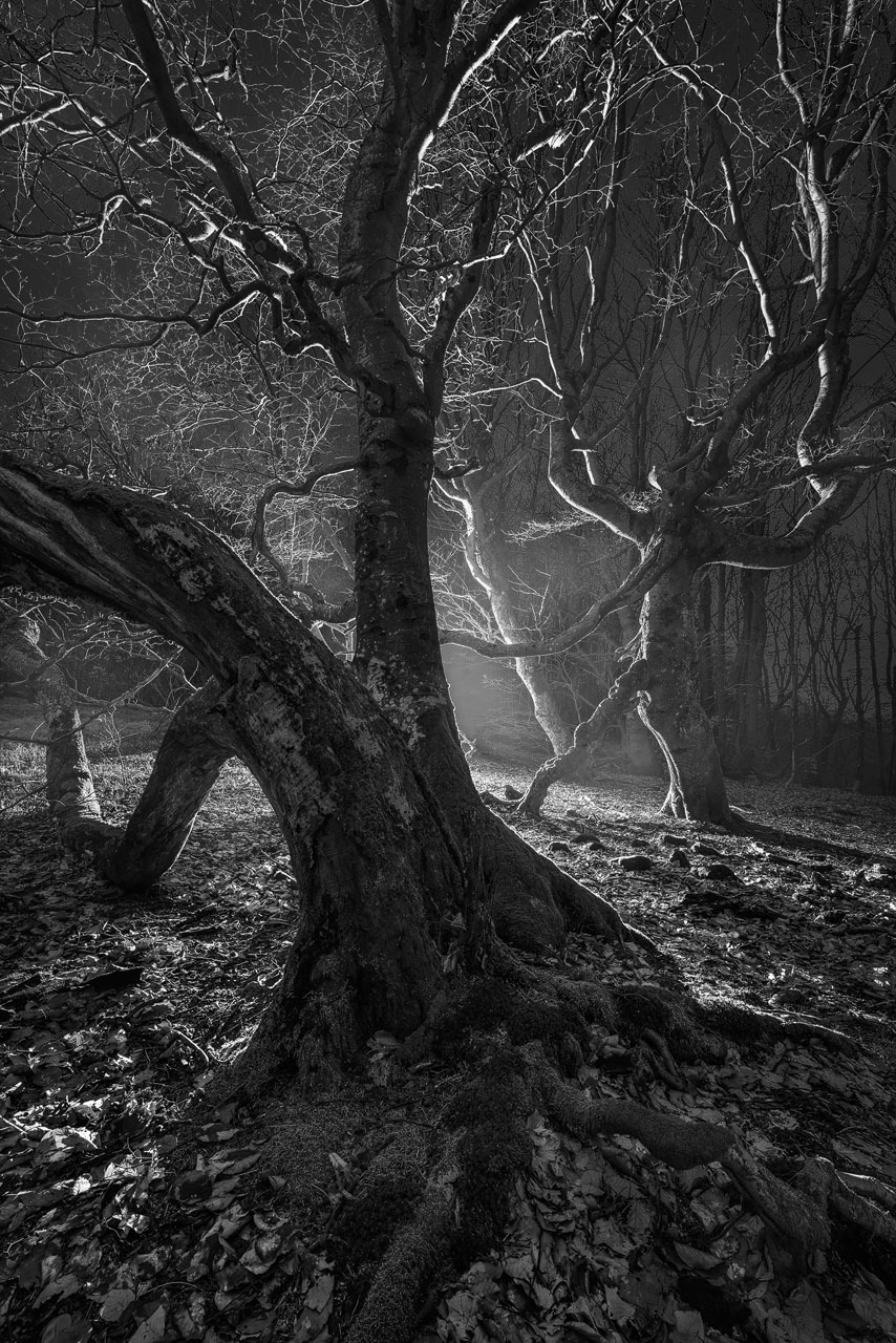 Knorrige Bäume in mystischem Licht in der deutschen Rhön