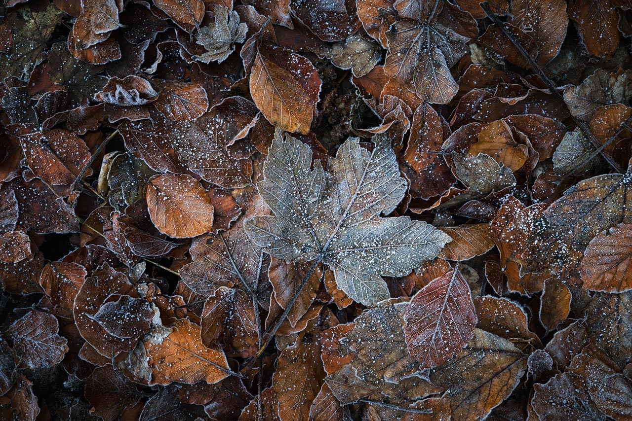Ein Enseble aus gefrorenen Blättern, die ich in einem meiner Lieblingswäler fotografiert habe.