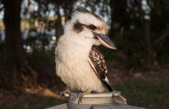 the cutest bird in the world