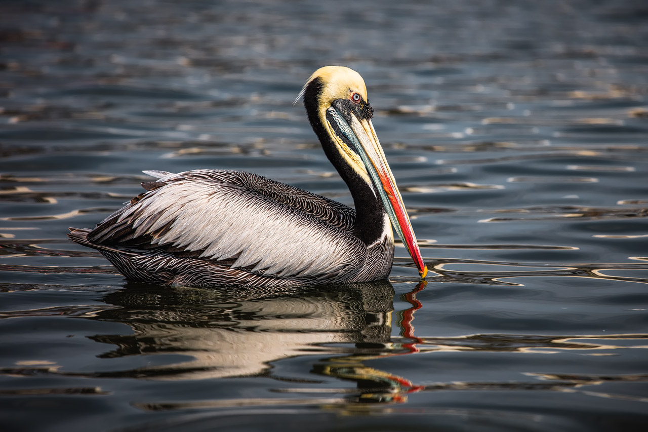 A Peruvian Pelican in the harbor of Paracas