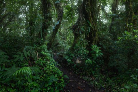 Monteverde Photography Guide