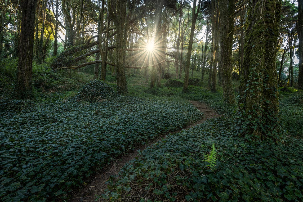 Photographing Fairy Forest Sintra Photographing Fairy Forest Sintra