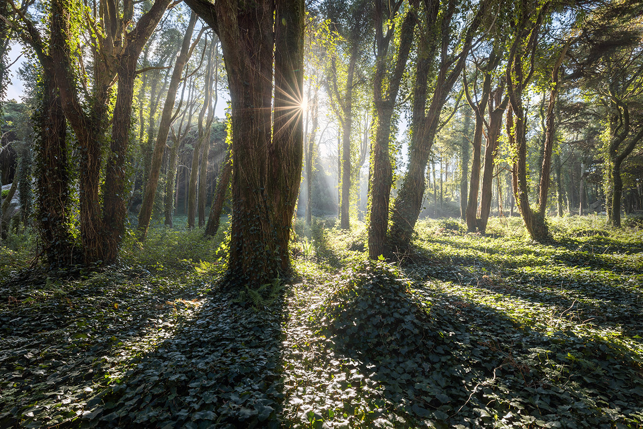 Fairy Forest With Sun Fairy Forest With Sun