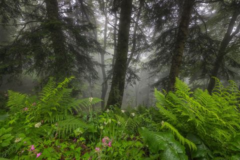 Fairy Forest Auvergne