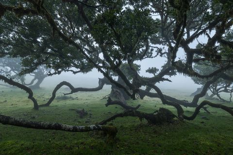 Fanal Photography Guide