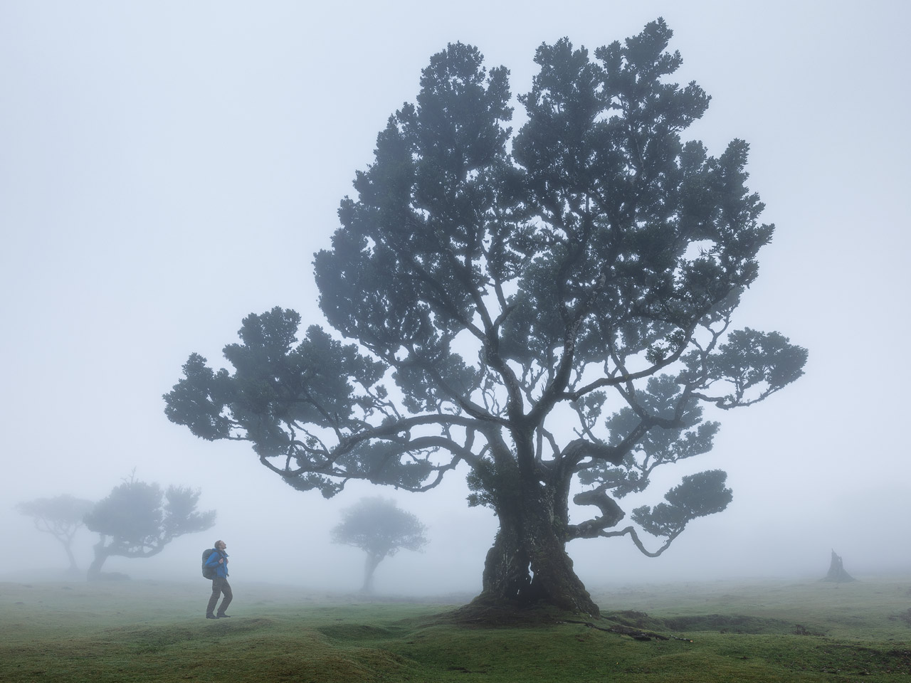 Fanal Forest Madeira Fanal Forest Madeira