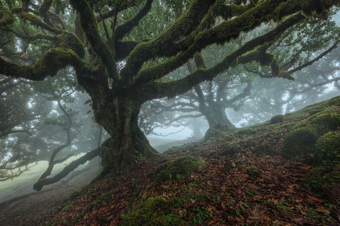 Fanal Mysticity