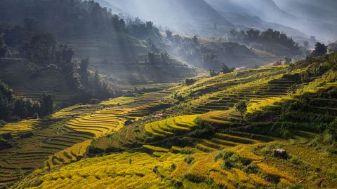 Sapa Landscape Photography during Harvest