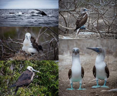 Selection of bird portraits taken on Isla de la Plata