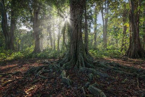 Cocles Coastal Forest