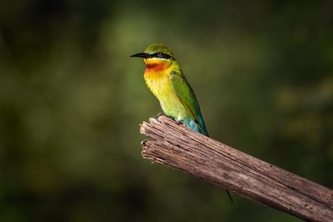 Bee-Eater