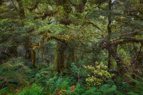 Temperate Rainforest in New Zealand