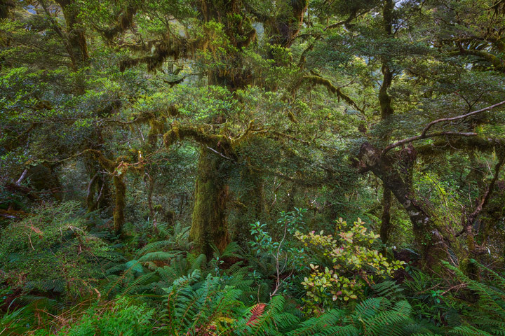 Temperate Rainforest in New Zealand