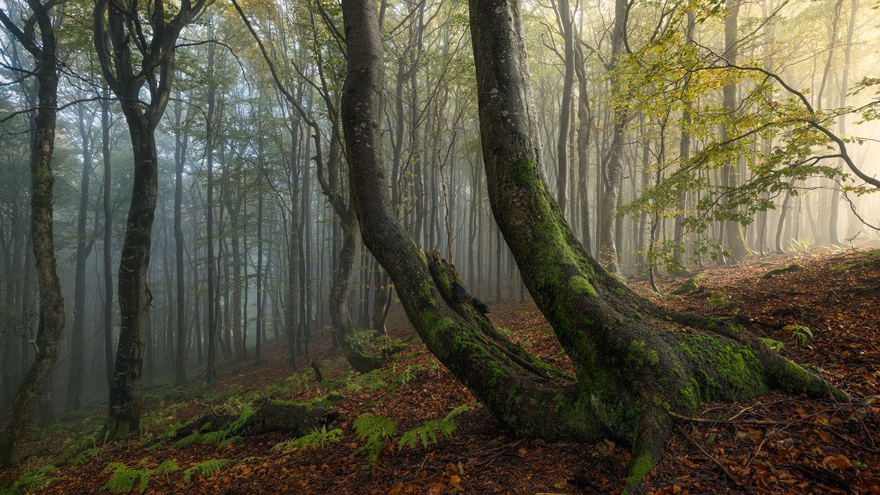 Forest Magic Light in the Forest