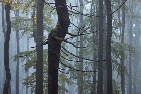 Forest Wraith