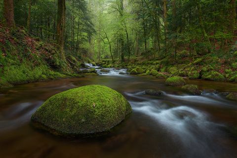 Grobbach Rainforest