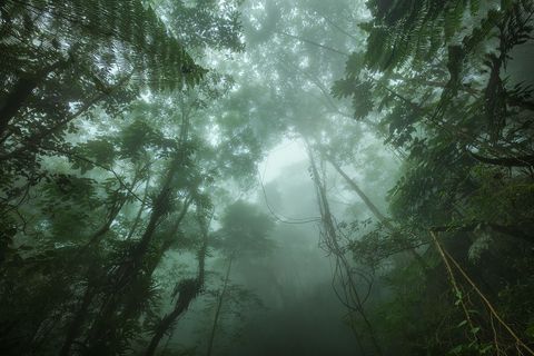 Rain Forest
