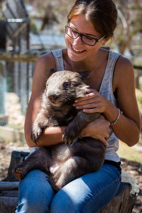 PJ the Wombat in Ballarat Wildlife Park