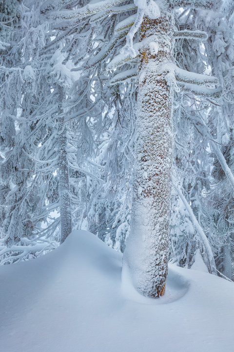 Frozen Trees in a winterly landscape