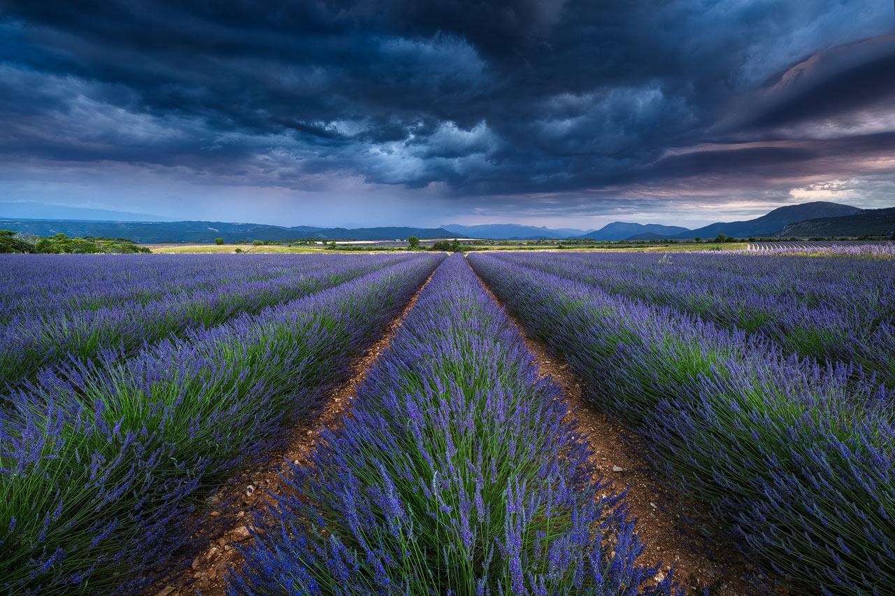 Photographing Lavender Fields of Valensole