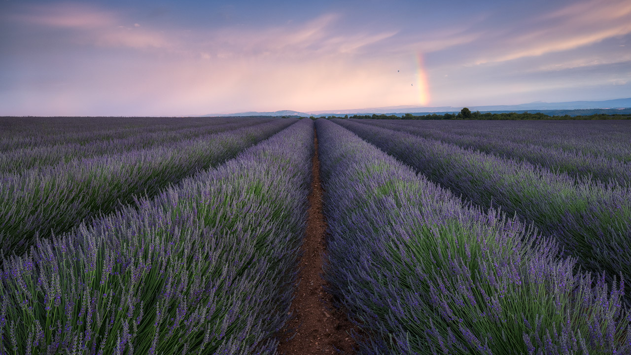Valensole Rainbow over Lavender Field