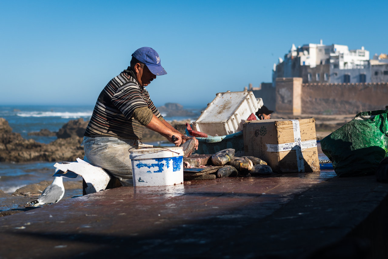 A fisherman in the port of Essaouira preparing fish.