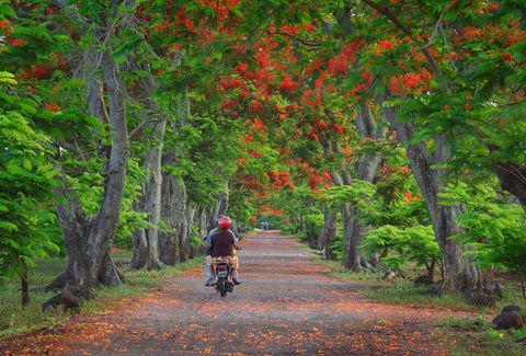 A person riding a motorbike down a tree-lined road with lush green foliage and vibrant red flowers overhead.