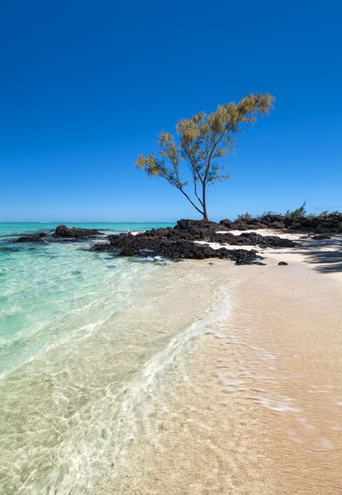 Tropical beach with crystal clear turquoise water, white sandy shore, black volcanic rocks, and a solitary tree under a bright blue sky.