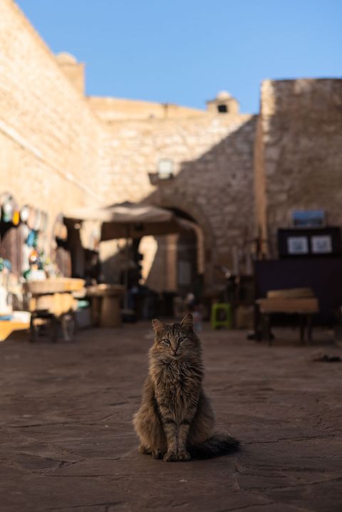 Fluffy grey-brown cat sitting on a sunlit stone street in Essaouira, Morocco, with old stone walls and market stalls in the background.