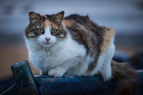 Close-up of a calico cat with green eyes sitting on a weathered blue wooden surface in Essaouira, Morocco.