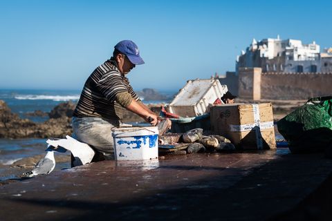 Fisherman cleaning fish at the Essaouira port, with crates of seafood, a seagull, and historic city walls in the background.