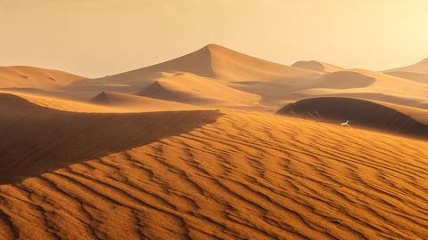 Golden sand dunes in the Moroccan desert with soft sunlight during golden hour.