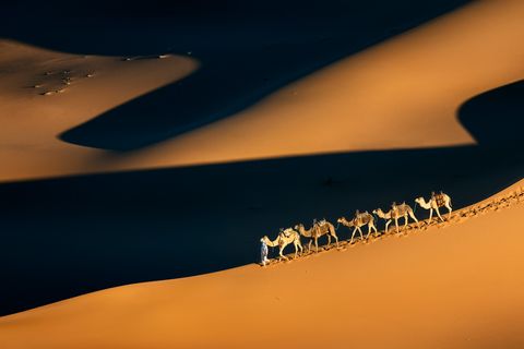 A person leads a caravan of five camels across golden sand dunes in the Moroccan desert, with dramatic shadows cast by the sun.