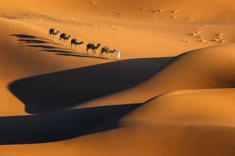 A person leading a caravan of camels across golden sand dunes in the Moroccan desert with dramatic shadows