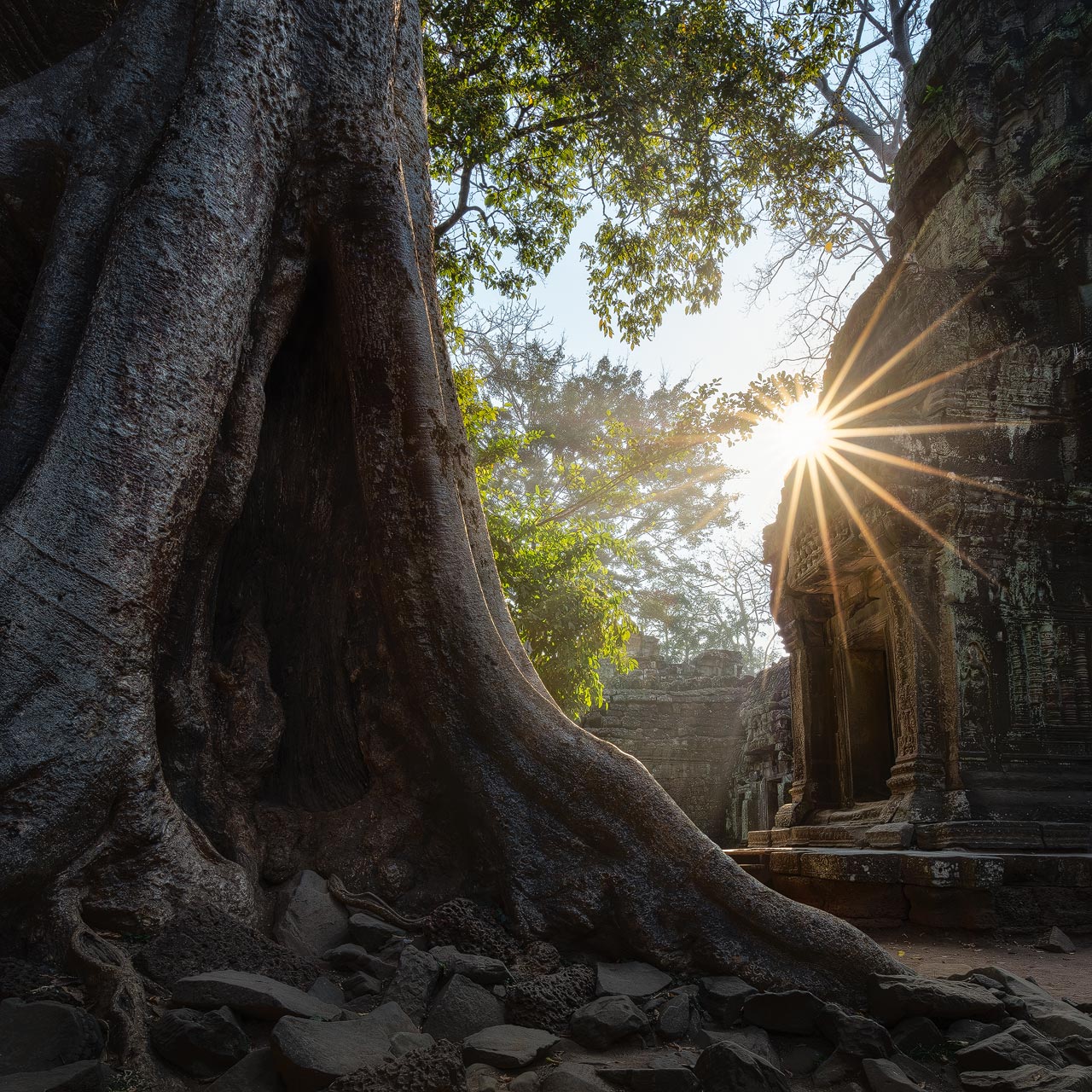 The morning sun illuminates the ancient temple of Ta Prohm in Cambodia