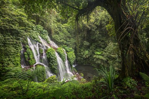 Lush tropical jungle on Bali with a multi-tiered waterfall cascading into a small pool surrounded by dense green foliage and large ferns.
