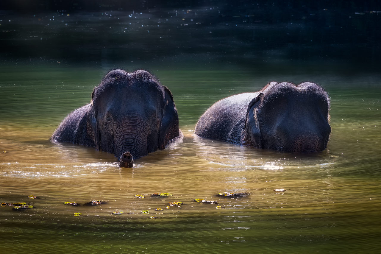 Elephants in a water pond in the Elephant Conservation Center in Laos