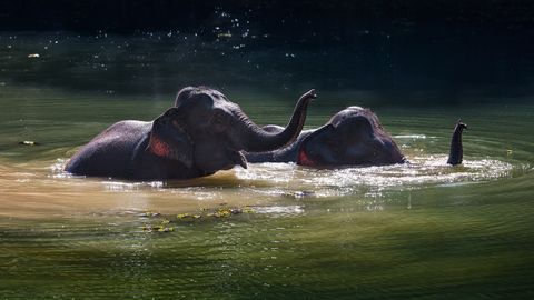 Badende Elefanten im Elephant Conservation Center in Laos