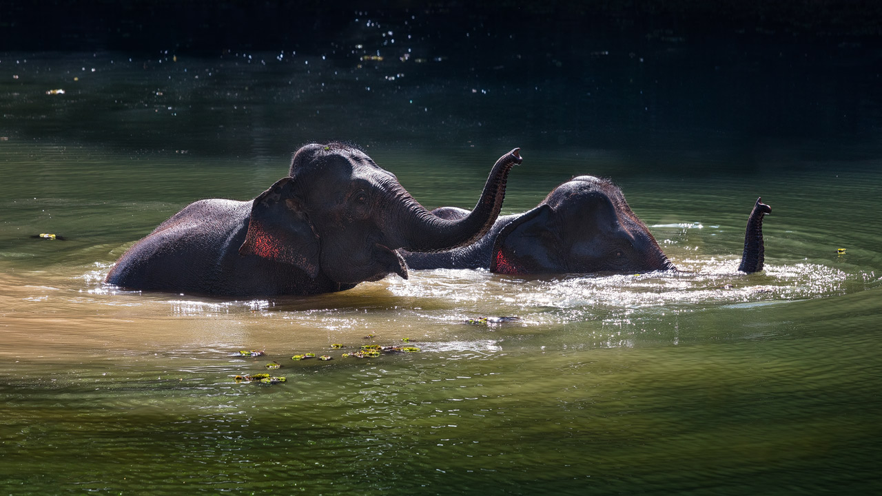 Elephants taking a bath in the Elephant Conservation Center in Laos