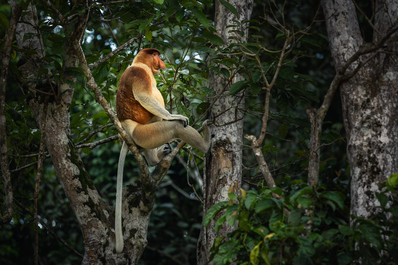 Ein Proboscis Affe sitzt auf einem Baum am Kinabatangan Fluss in Borneo