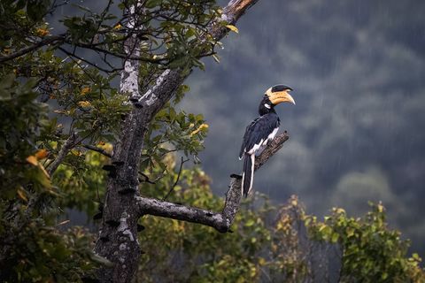 A Malabar pied hornbill with a large yellow and black beak perches on a tree branch in a lush, green Sri Lankan forest during rainfall.
