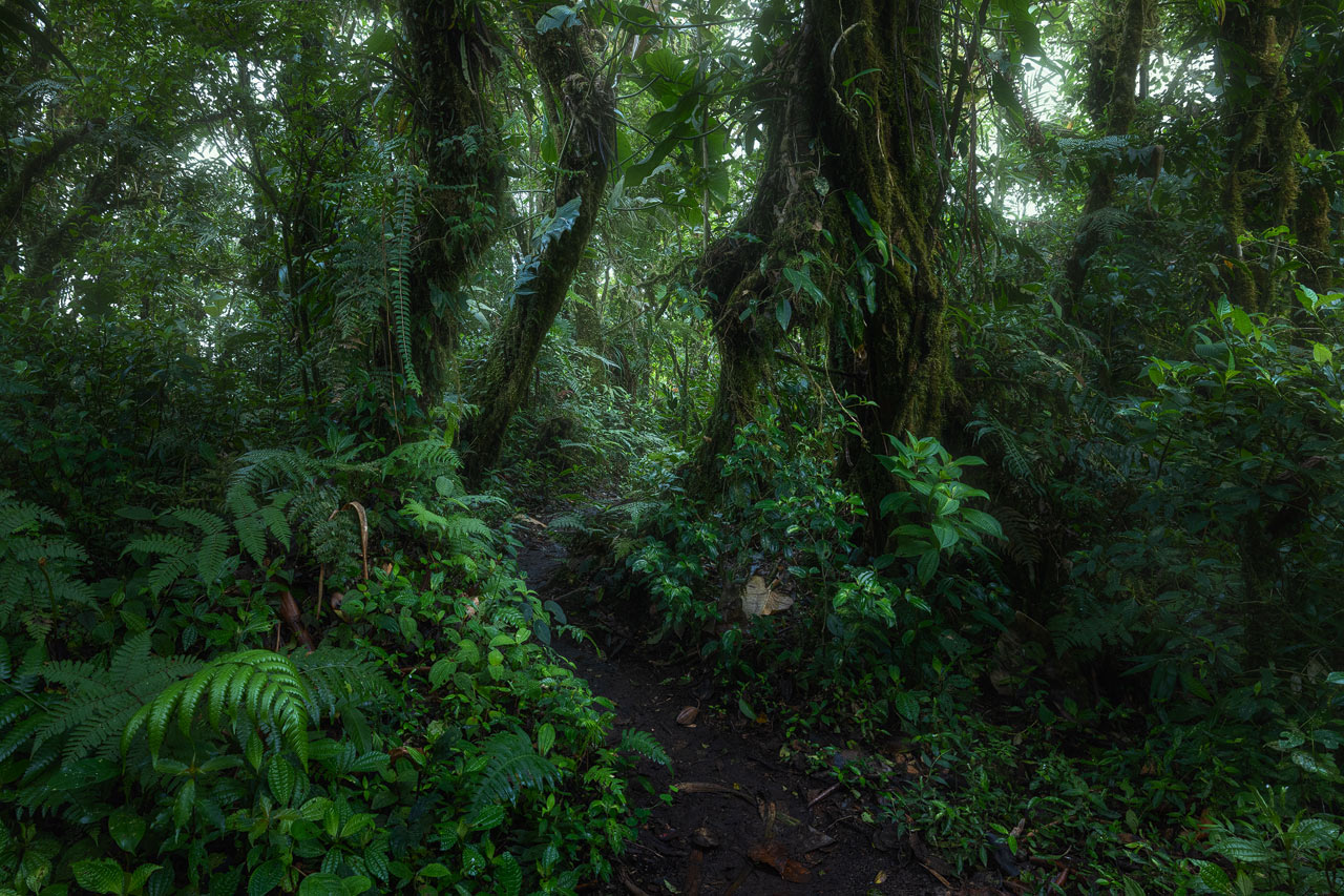 Monteverde Trail