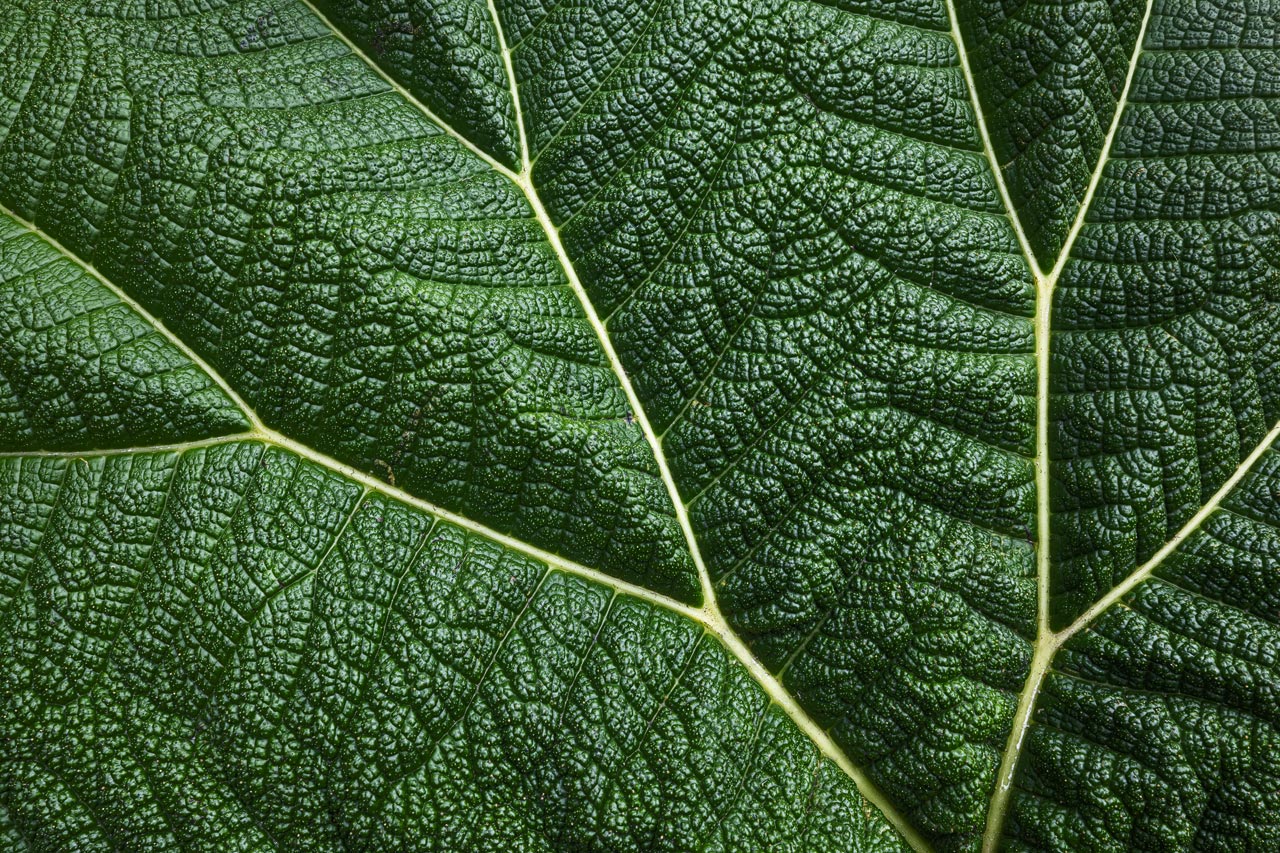 Detailfoto eines Blattes der sogenannten Poor Man's Umbrella Pflanze
