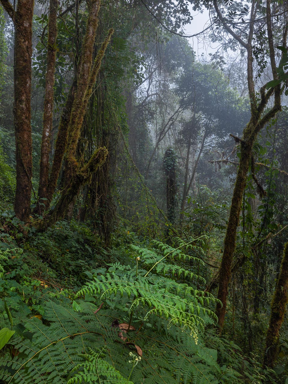 Quetzales National Park