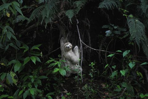 A three-toed sloth hanging from tree branches amidst dense green foliage in a Costa Rican rainforest.