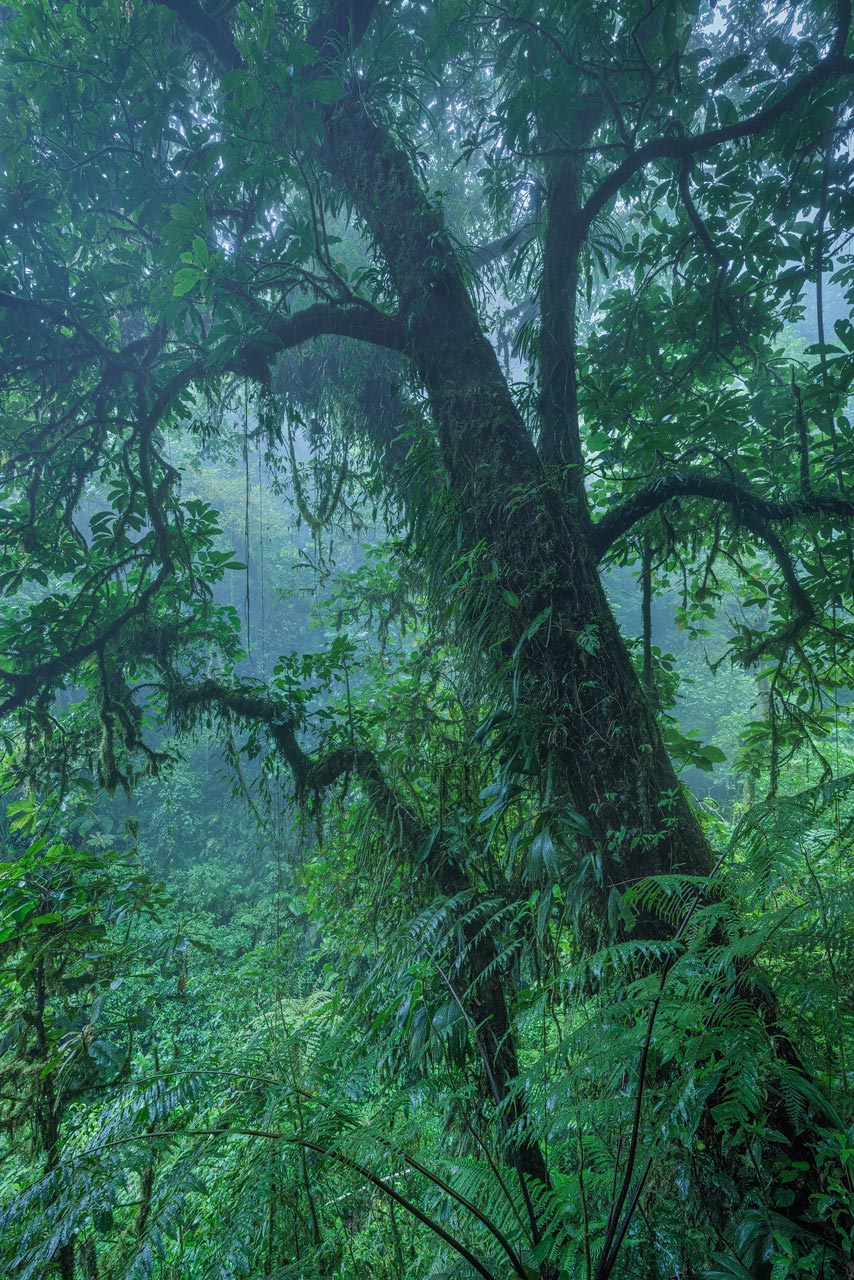 Vistaverde Forest